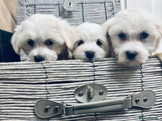 Mixed Breed dogs - Advert 35