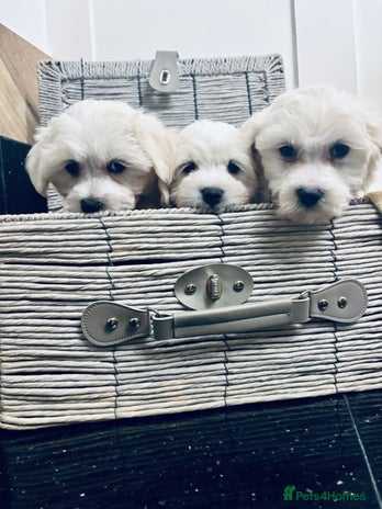 Mixed Breed dogs - Advert 3