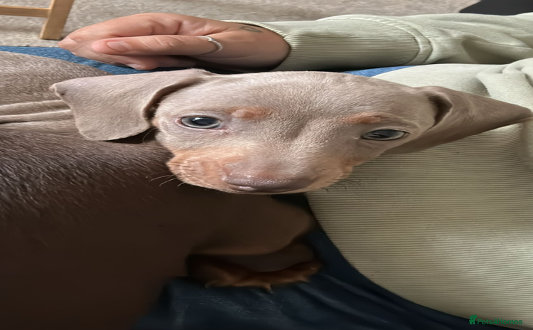 Miniature Dachshund dogs - Advert 11