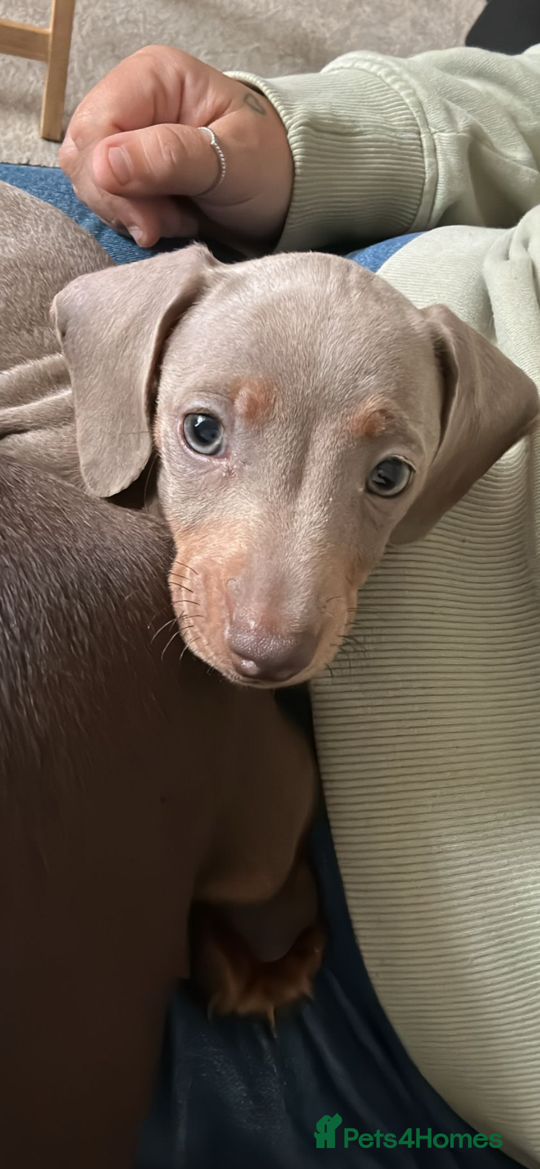 Miniature Dachshund dogs for sale: Kc reg outstanding puppies - Image 1