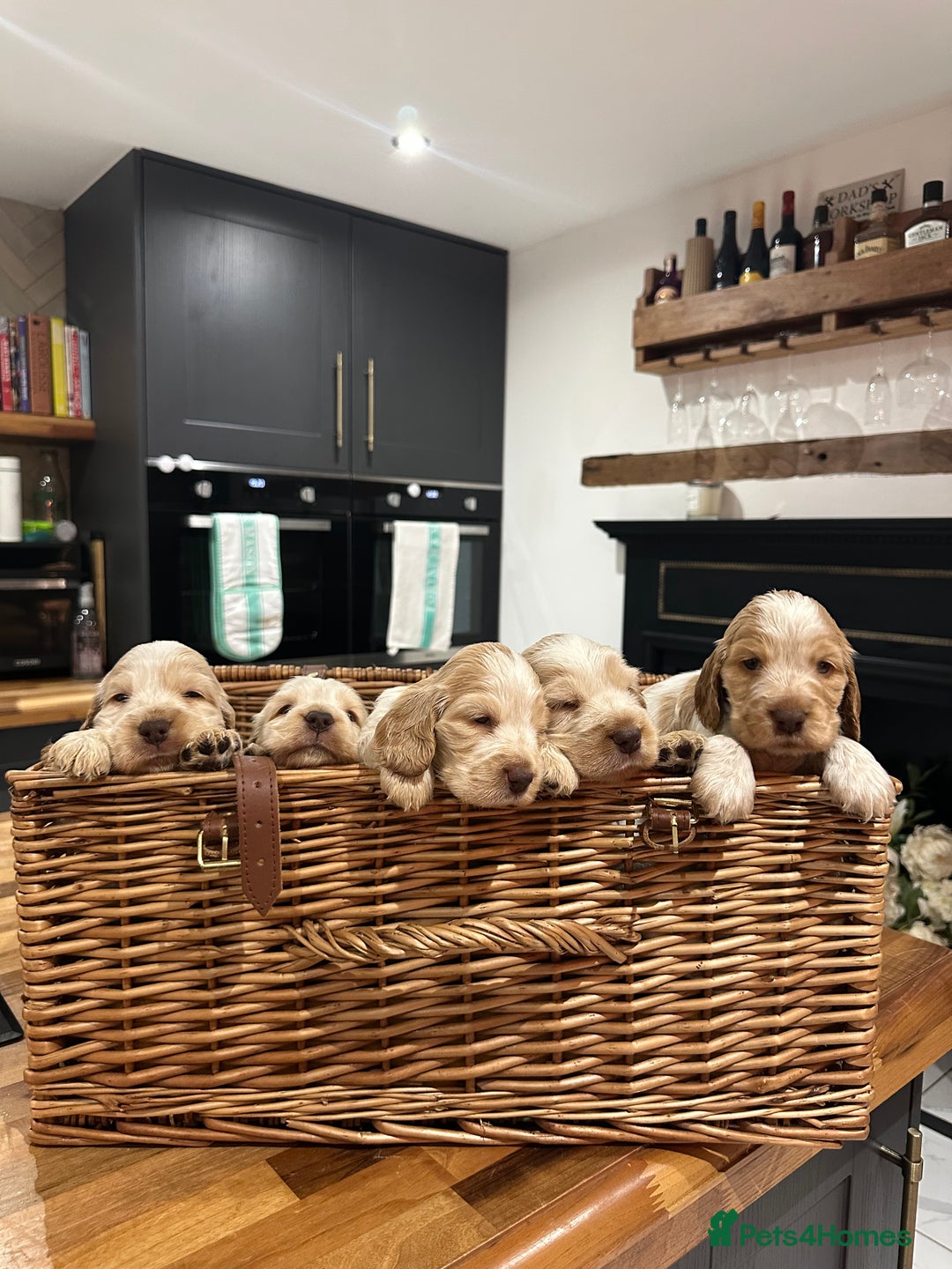 Cocker Spaniel dogs for sale: English show cocker spaniels  - Image 6