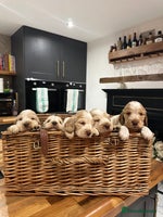 Cocker Spaniel dogs - Advert 14