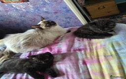 Ragdoll cats for sale: 2 x female 1/2 ragdoll kittens.  Gorgeous colours - Image 2