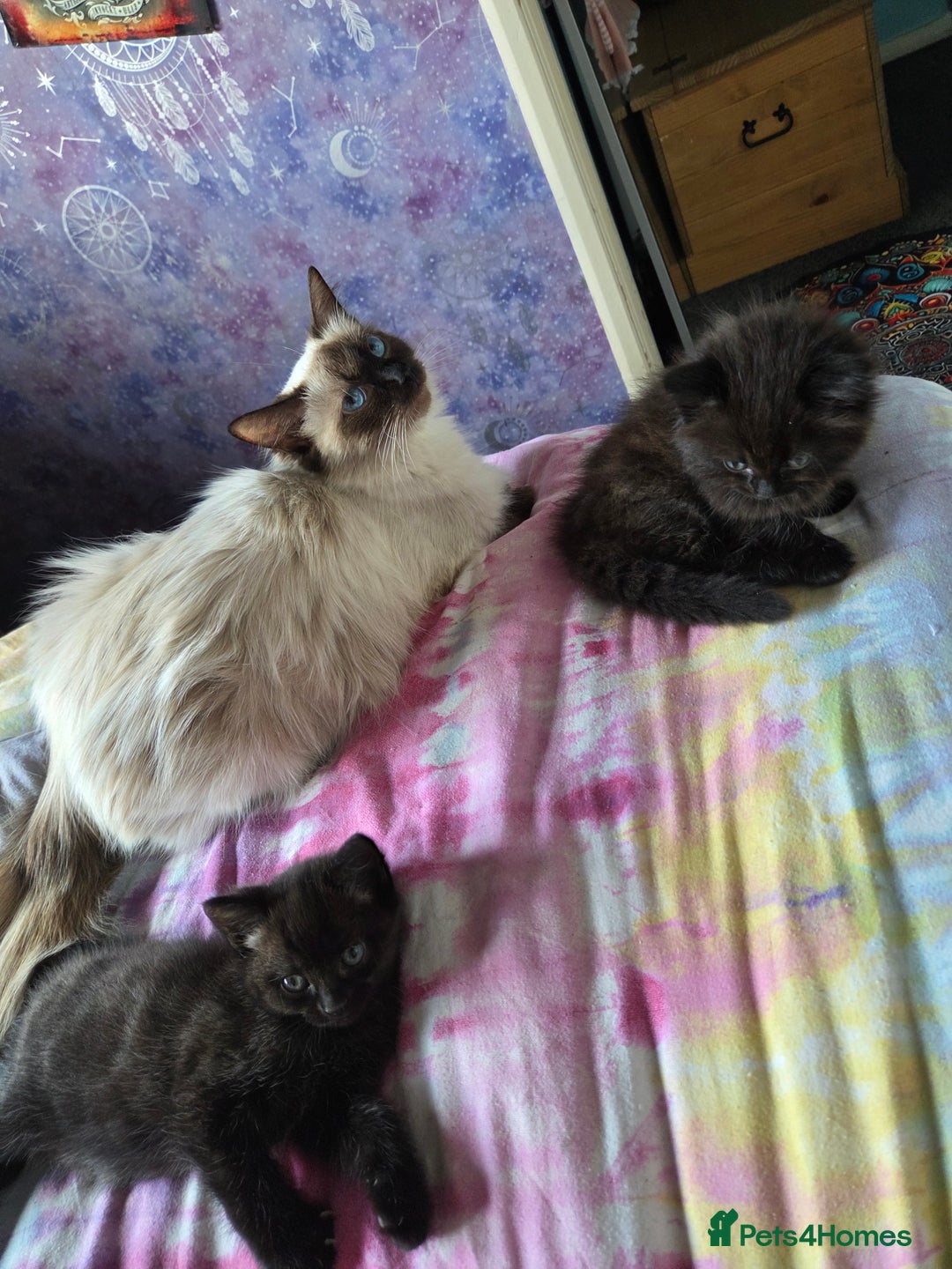 Ragdoll cats for sale: 2 x female 1/2 ragdoll kittens.  Gorgeous colours - Image 2