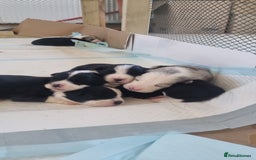 Border Collie dogs for sale: Border collie puppies with KC registered parents - Image 12