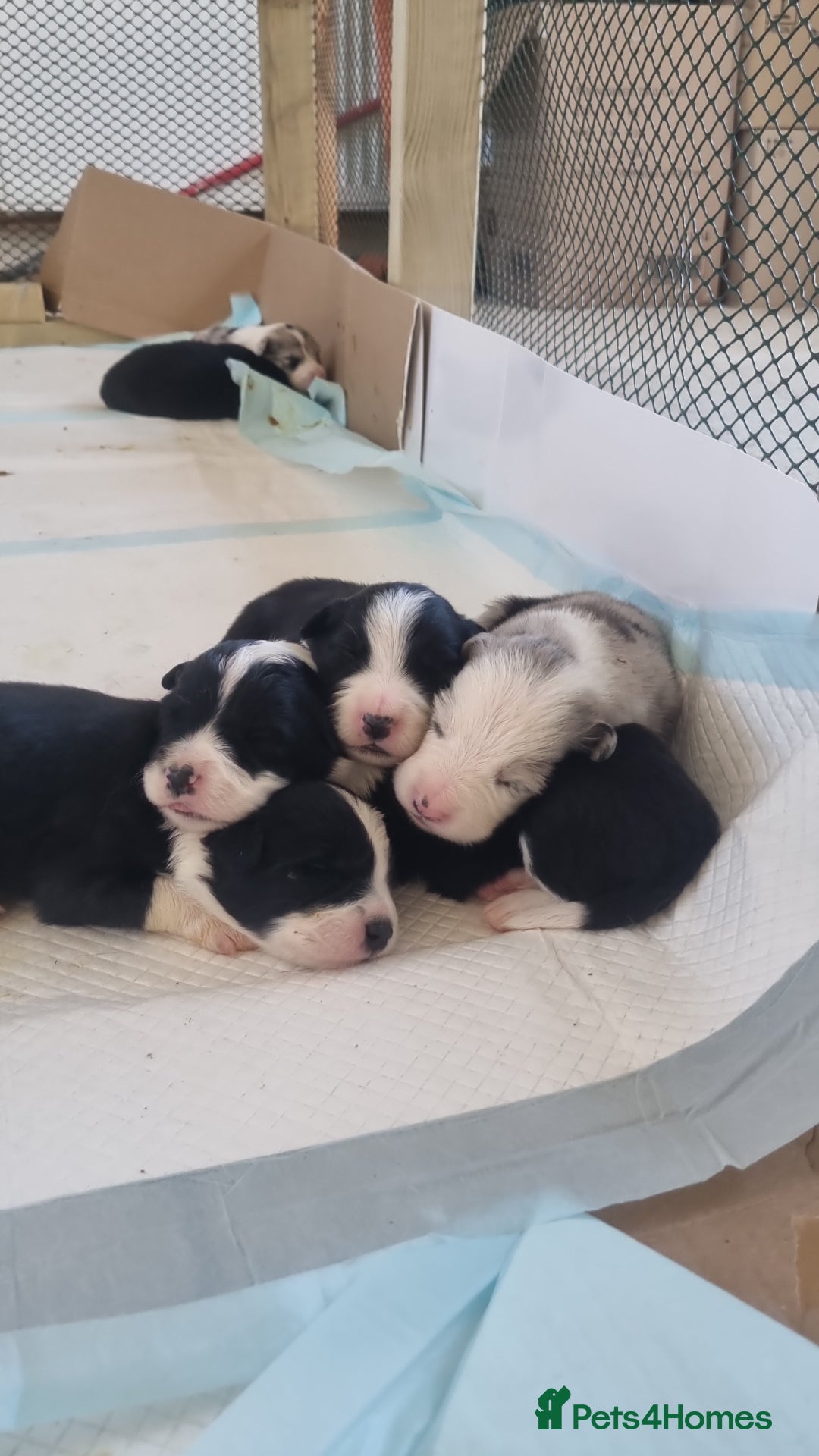 Border Collie dogs for sale: Border collie puppies with KC registered parents - Image 12