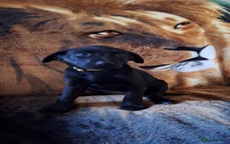 Labrador Retriever dogs for sale: labrador puppys in Lowestoft - Image 11