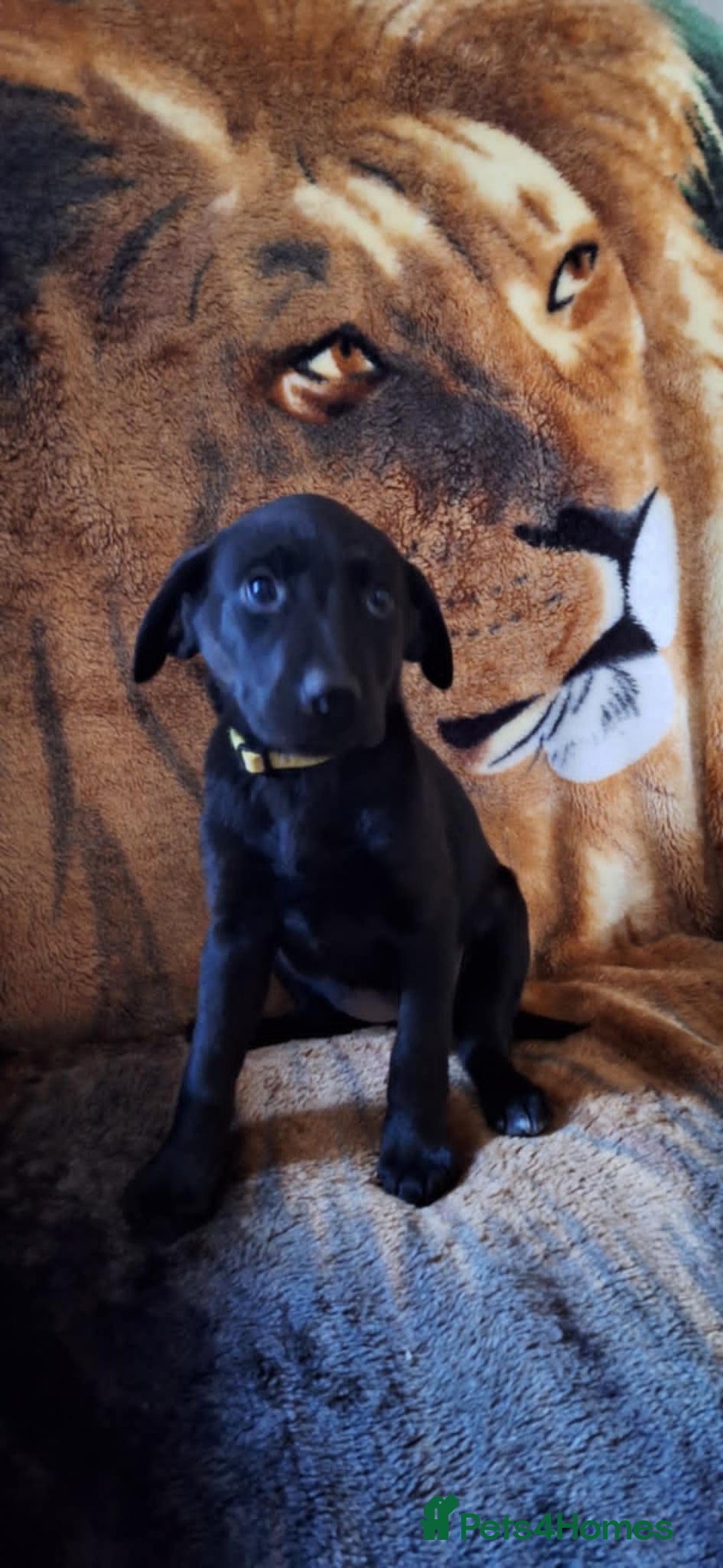 Labrador Retriever dogs for sale: labrador puppys in Lowestoft - Image 11