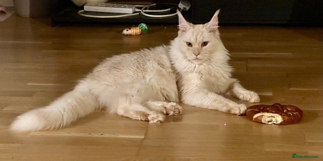 Mixed Breed cats for sale: Beautifully marked Main Coon cross female kitten  - Image 6