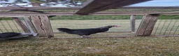 Chickens poultry for sale: Pekin lavender cuckoo bantams and burford brown  - Advert 3