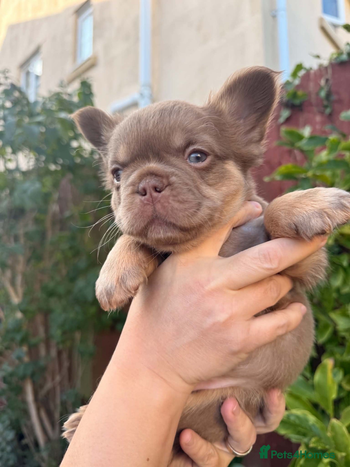 French Bulldog dogs for sale: Stunning French Bulldog puppies ready next week ❤️ - Advert 2