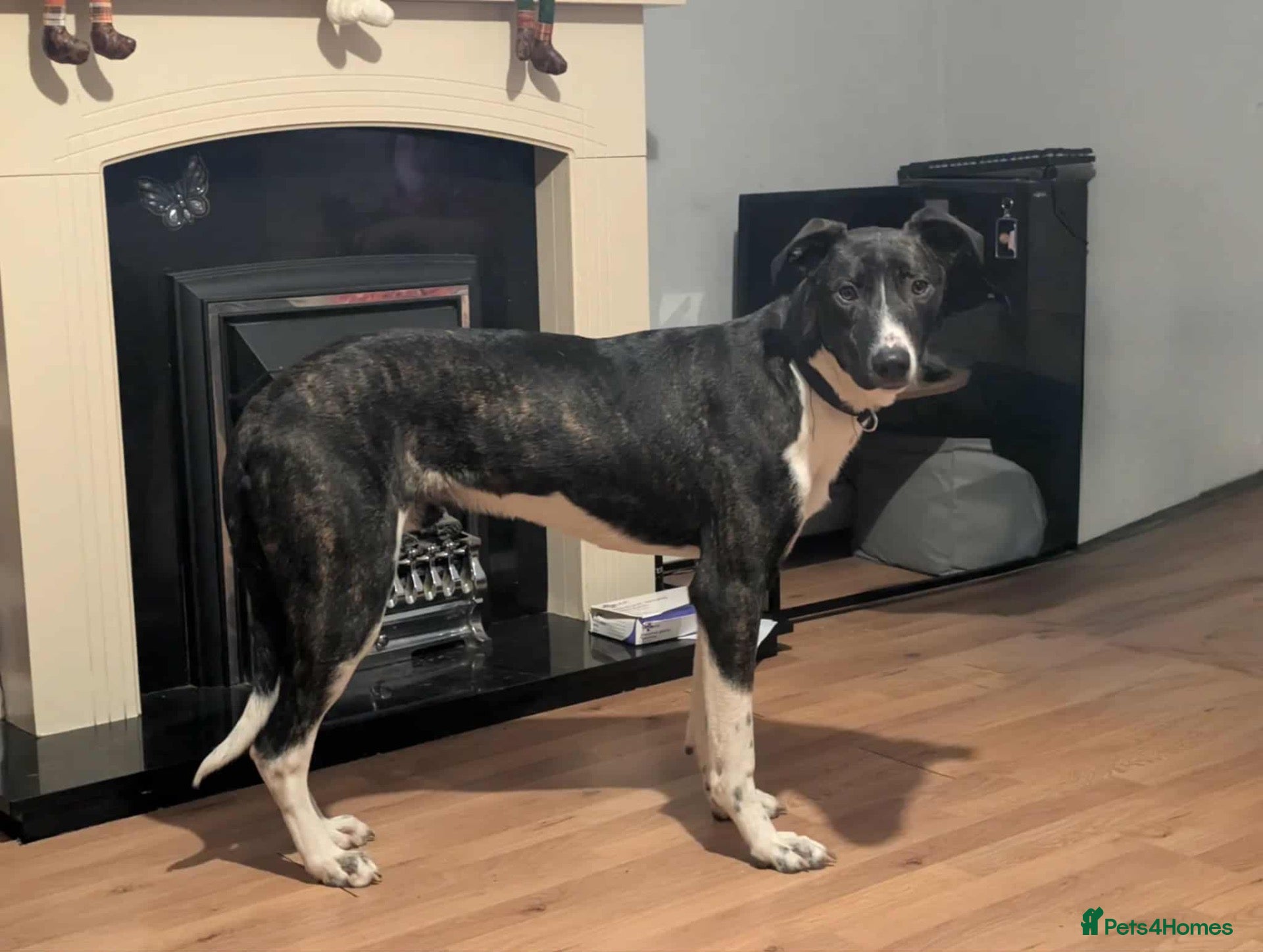 Mixed Breed dogs for sale: STILL AVAILABLE-Male dog looking to be rehomed - Advert 5