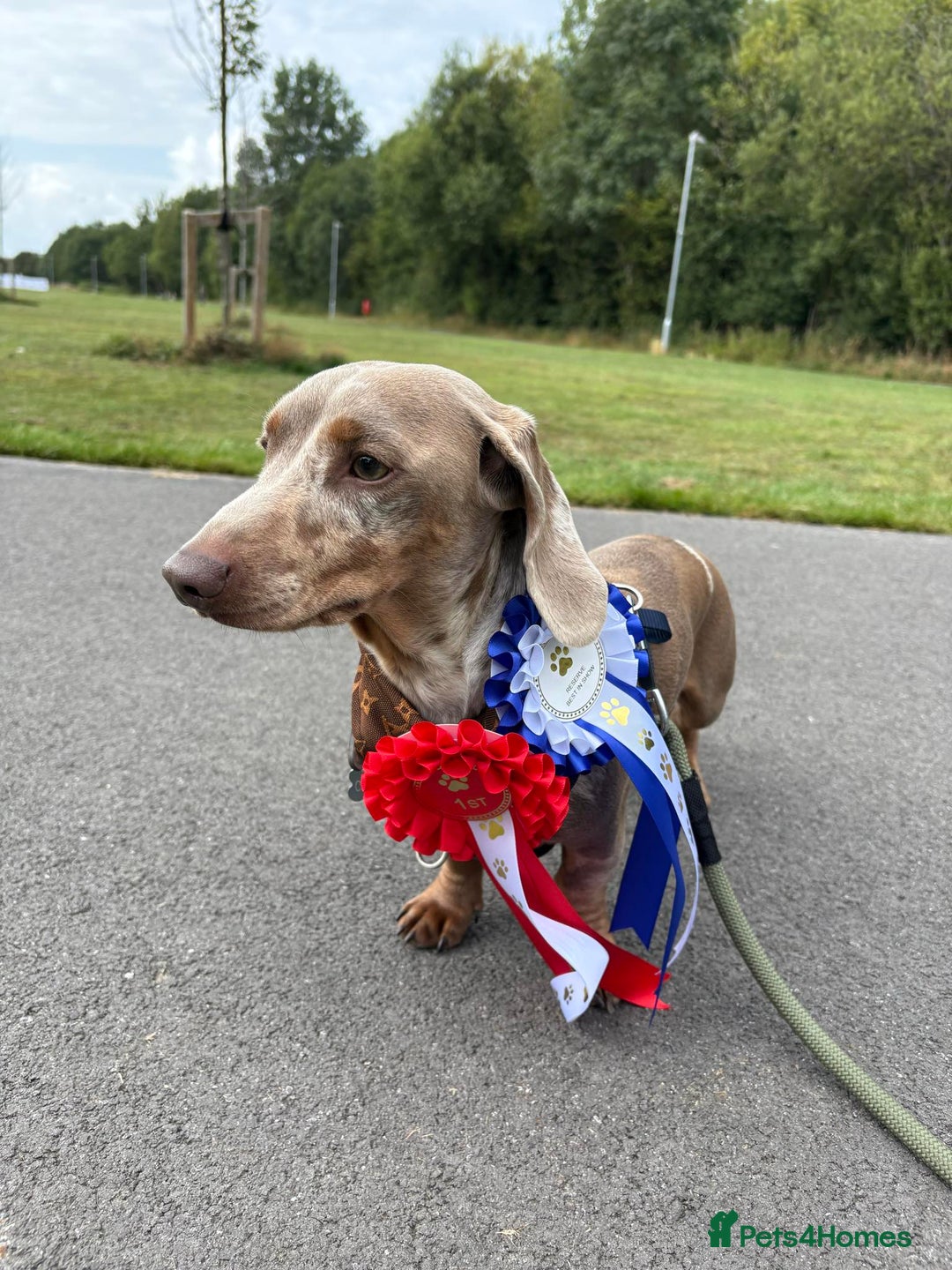 Miniature Dachshund dogs for sale: KC Reg miniature smooth hair daschund boy pups - Advert 5