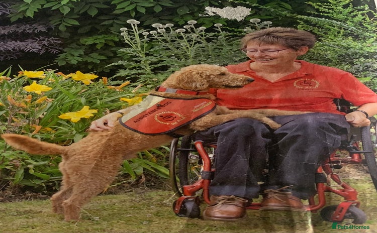 Labradoodle dogs - Advert 1