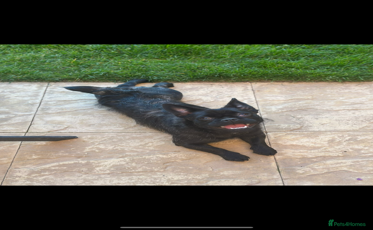 Frug dogs - Advert 3