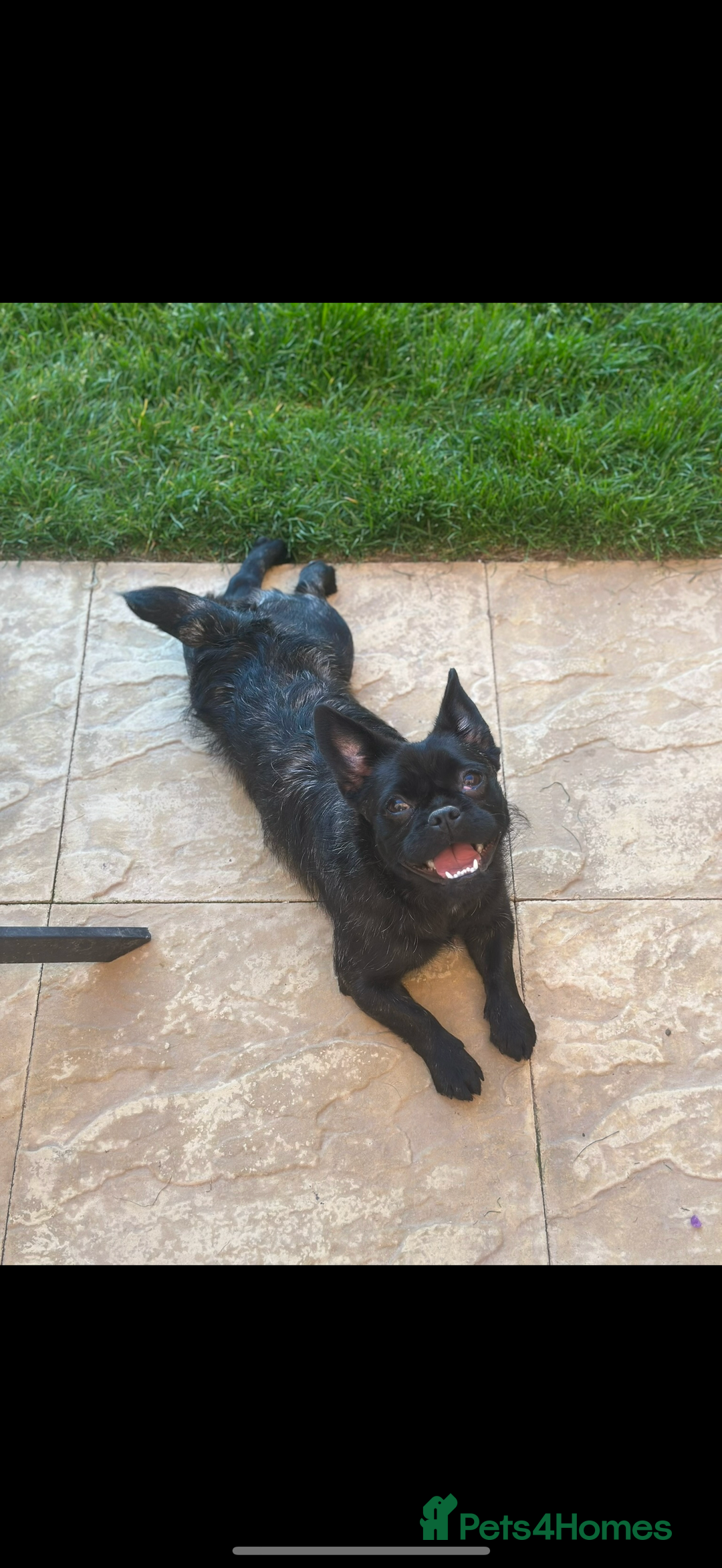 Frug dogs for sale: Looking for a Loving Forever Home for Narla 🐾 - Image 1