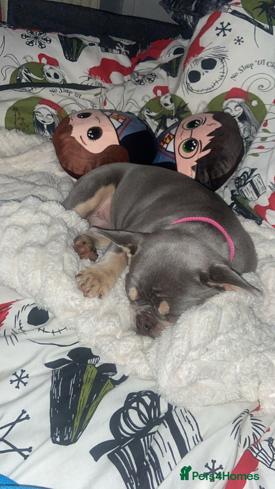 French Bulldog dogs for sale: Coco  - Image 2