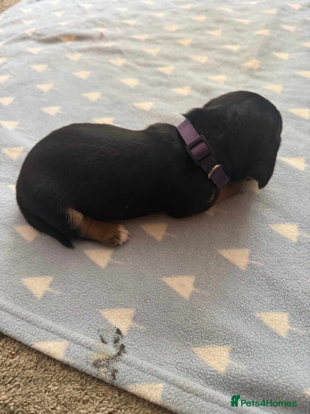 Mixed Breed dogs for sale: Doxla  - Image 13
