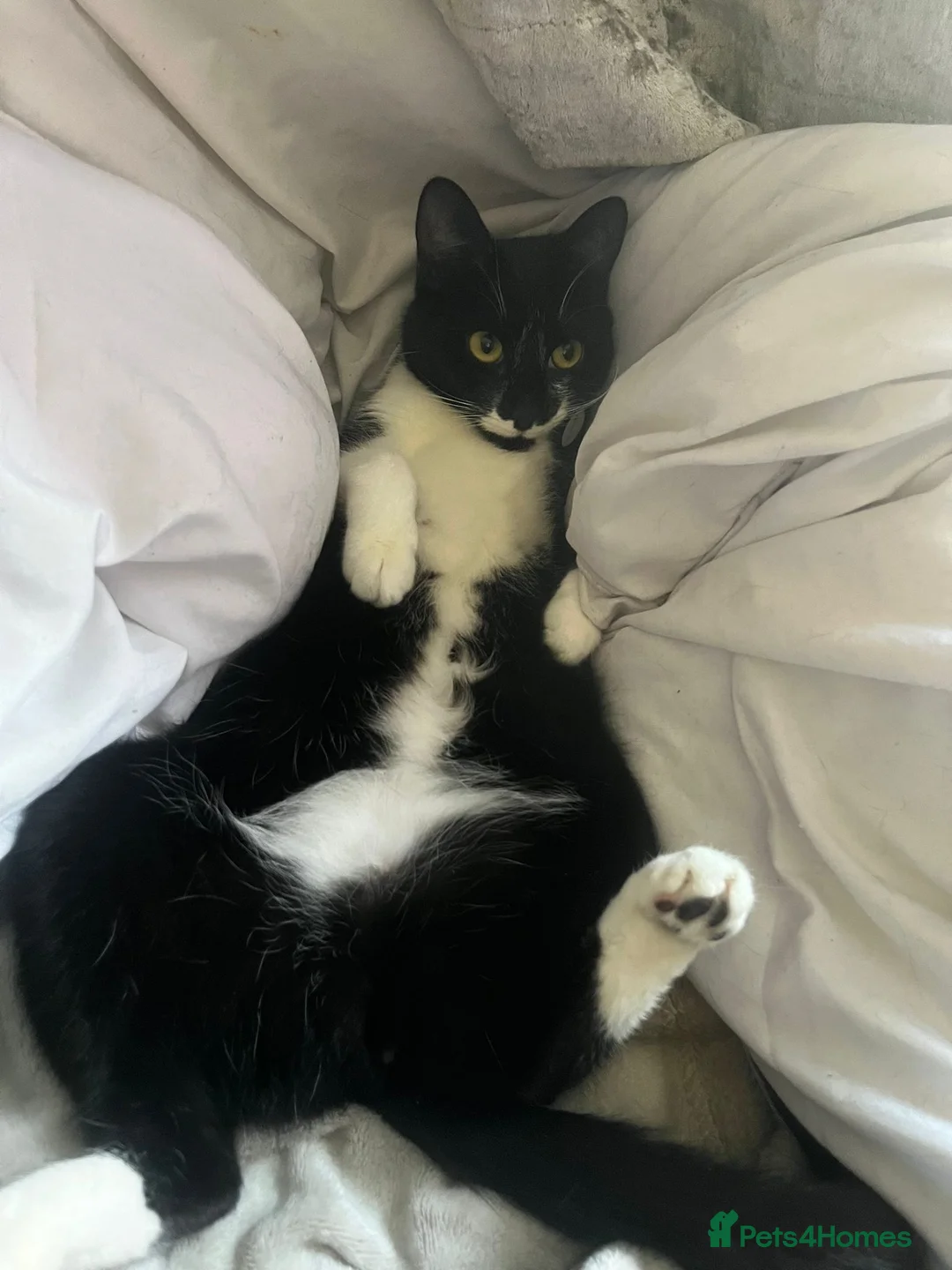 Mixed Breed cats for sale: 2 jet black kittens  - Advert 5