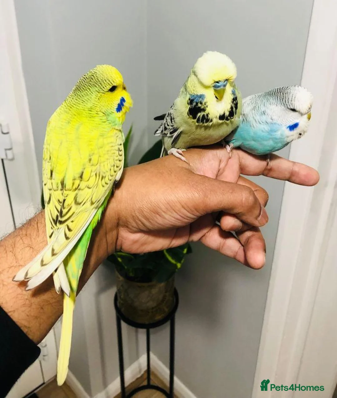 Budgerigars birds for sale: beautiful  birds ready to leave for new home in Birmingham - Advert 2
