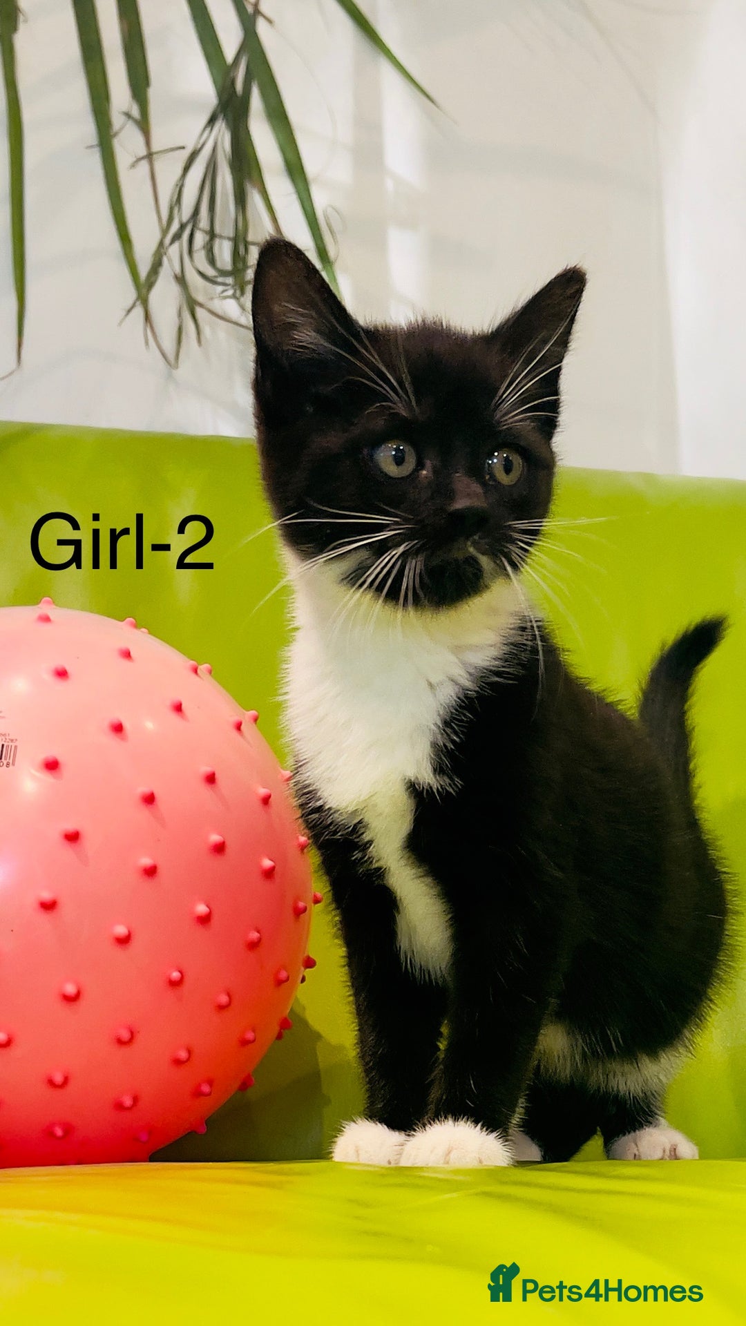 Mixed Breed cats for sale: Wonderful ,healthy clever village Kittens for sale - Advert 33