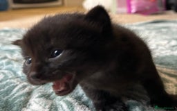Norwegian Forest Cat cats for sale: Norwegian forest x kittens - Image 11