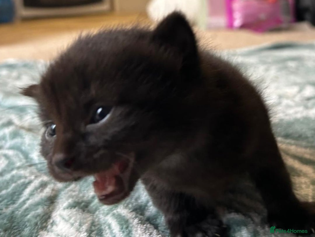 Norwegian Forest Cat cats for sale: Norwegian forest x kittens - Image 11