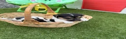 Jack Russell dogs for sale: Jack Russell four lovely boys 💙 for sale - Advert 11