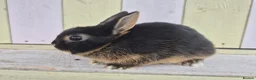 Netherland Dwarf rabbits for sale: 🩵PRETTIEST NETHERLAND DWARF COLOURED BABIES 🩷 - Advert 17
