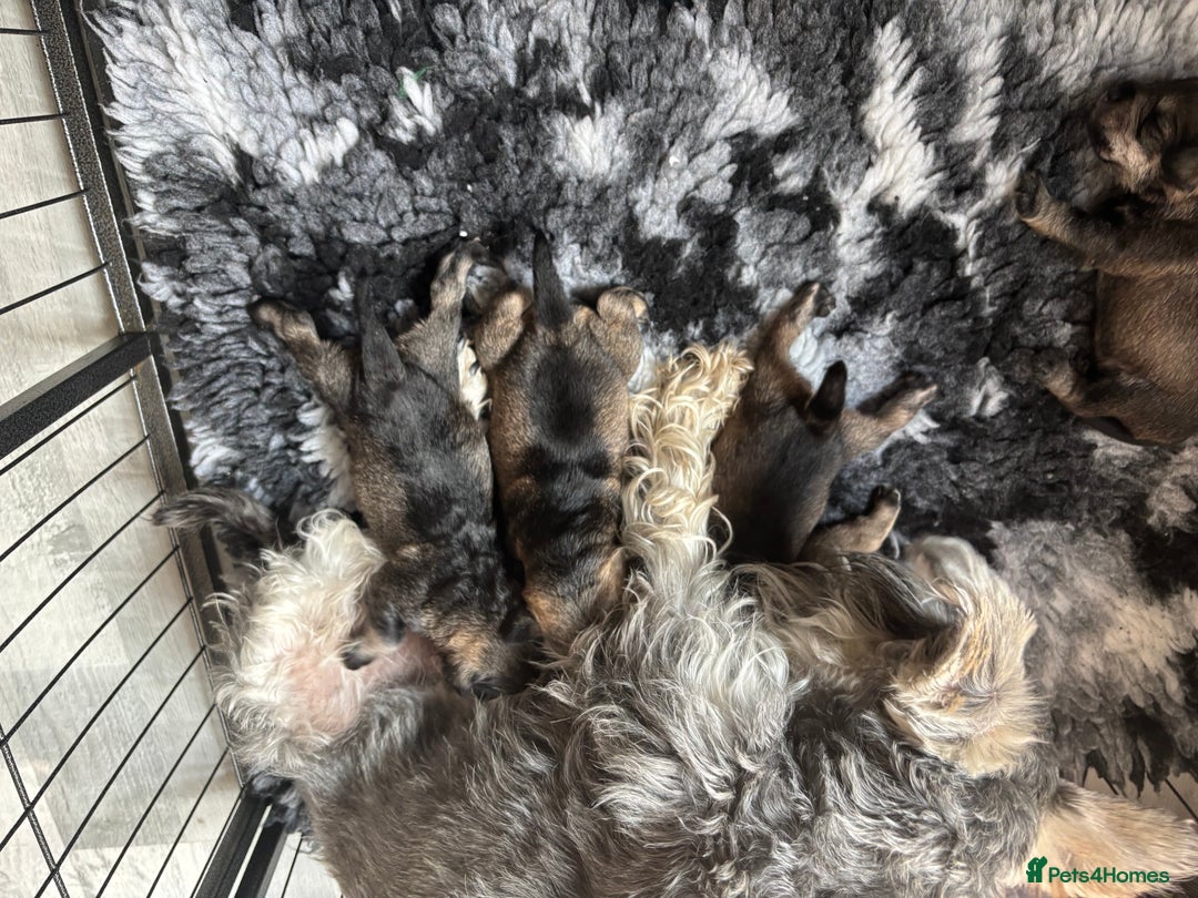 Miniature Schnauzer dogs for sale: 1 beautiful boy left - Image 2