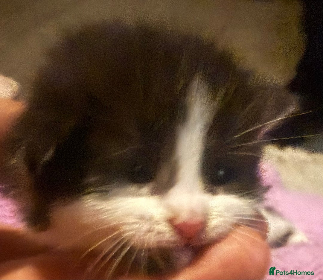 Mixed Breed cats for sale: Mixed breed kittens  - Image 2