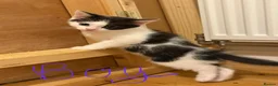 Mixed Breed cats for sale: 🥰 mixed breed calicos, tuxedos & grey kittens  - Advert 11