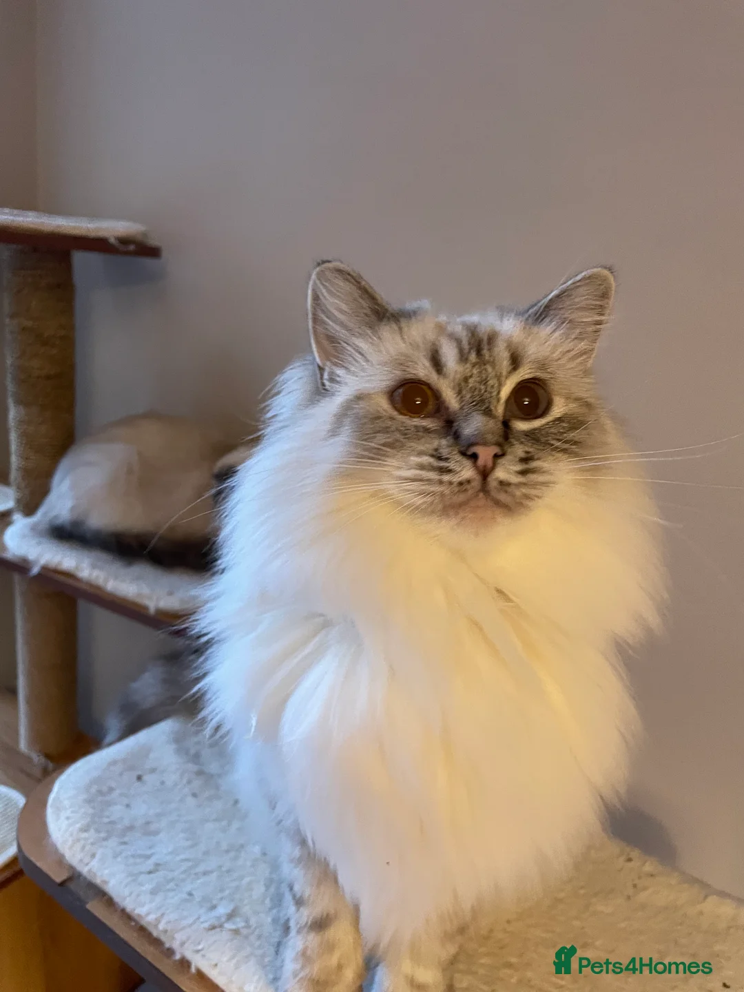 Ragdoll cats for sale:  Retiring now  - Advert 11