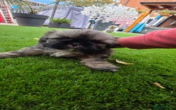 Shih Tzu dogs for sale: Imperial Shih-Tzu puppies-Ready for a new home   in Walsall - Image 4