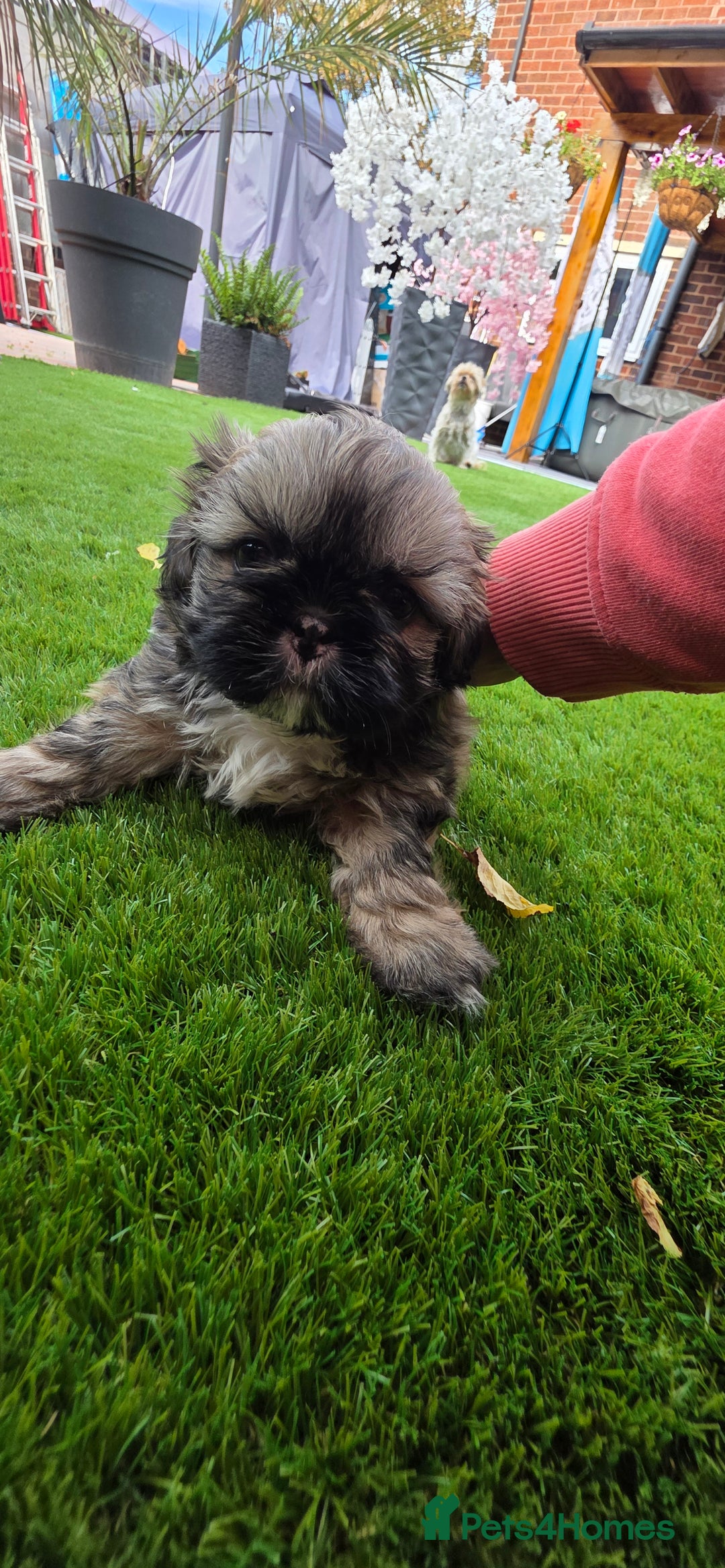 Shih Tzu dogs for sale: Imperial Shih-Tzu puppies-Ready for a new home   in Walsall - Image 4