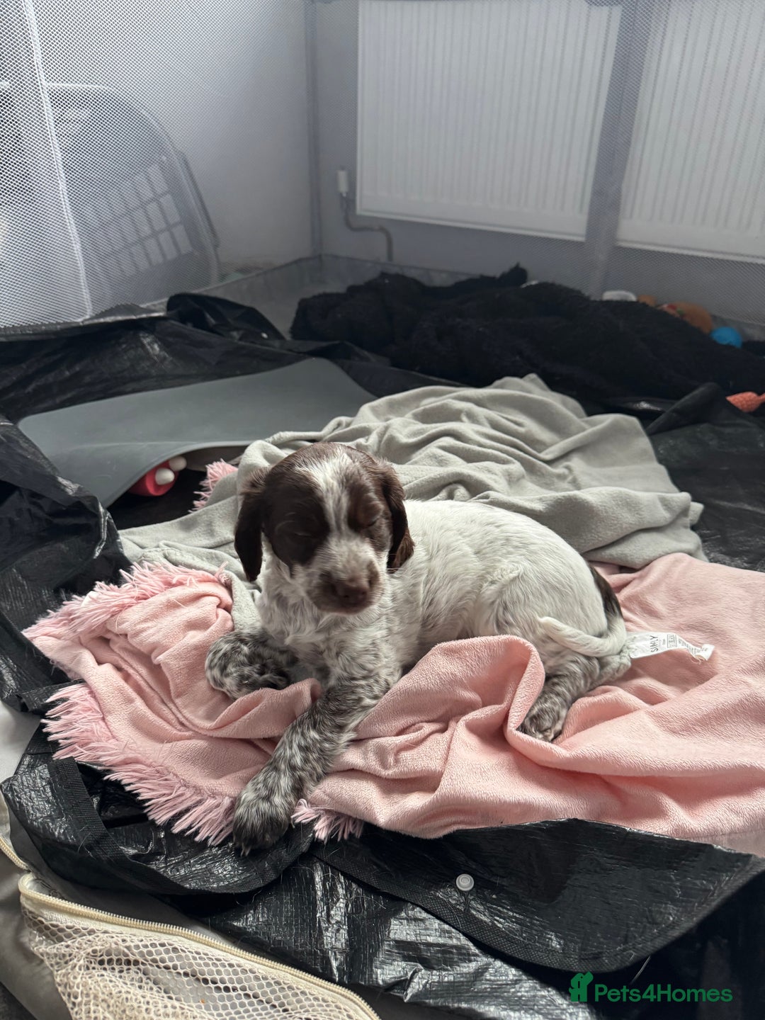 Cocker Spaniel dogs for sale: Cocker spaniel Puppies  - Advert 7