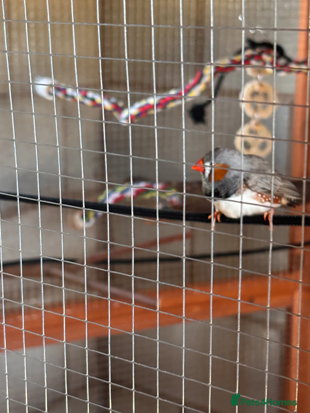 Finches birds for sale: Variety of Finches - Advert 1