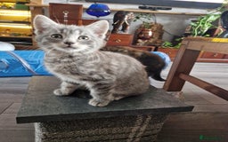 Mixed Breed cats for sale: 4 Beautiful kittens ready for loving home  ♥️ - Image 1