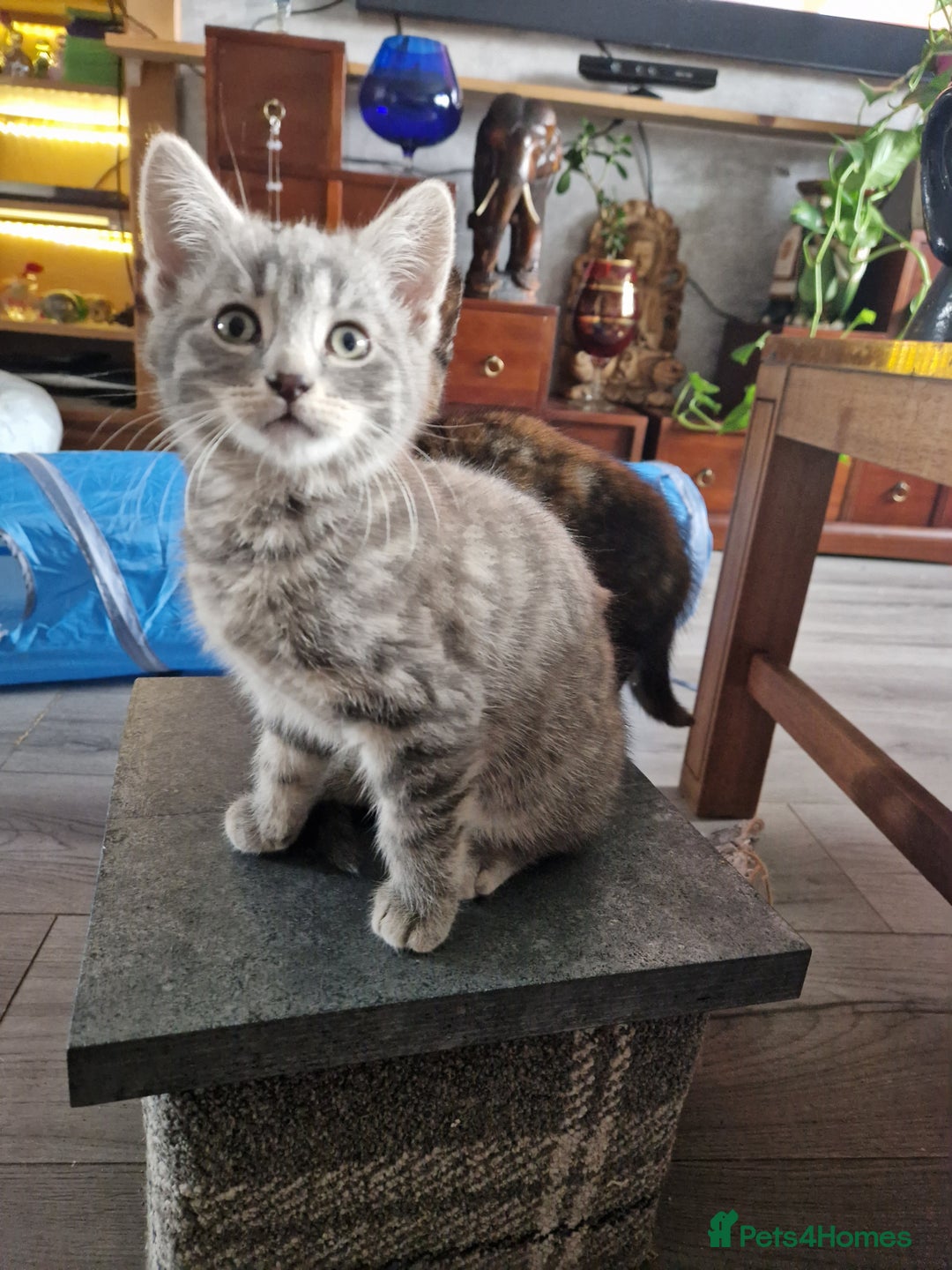 Mixed Breed cats for sale: 4 Beautiful kittens ready for loving home  ♥️ - Image 1