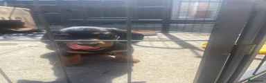 Miniature Dachshund Puppy 3