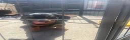 Miniature Dachshund dogs for sale: 4 black & tan miniature dachshund puppies. - Advert 7