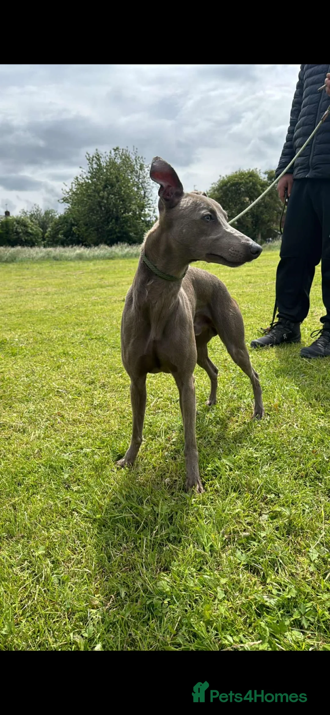 Whippet dogs for sale: Whippet pups  - Advert 7