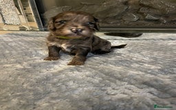 Cockapoo dogs for sale: 5 ⭐️ Cockapoo Puppies for 5 ⭐️ homes only - Image 15