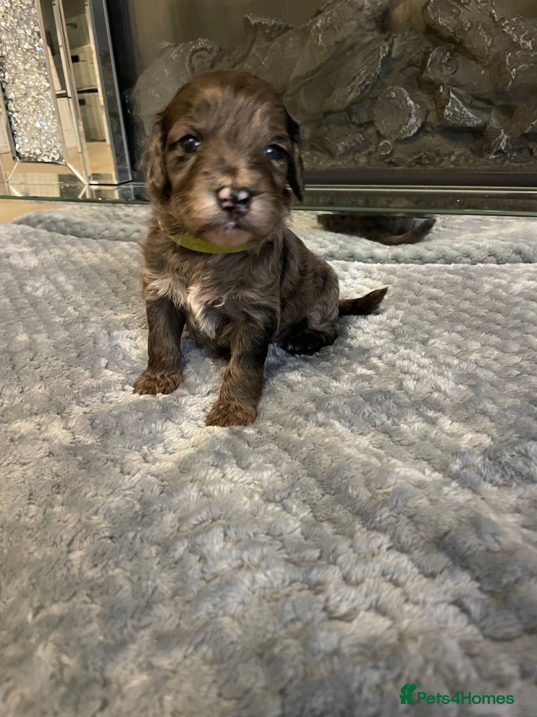 Cockapoo dogs for sale: 5 ⭐️ Cockapoo Puppies for 5 ⭐️ homes only - Image 15