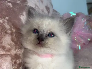Ragdoll cats 🎀fluffy pedigree Ragdoll babies🎀 - Advert 2