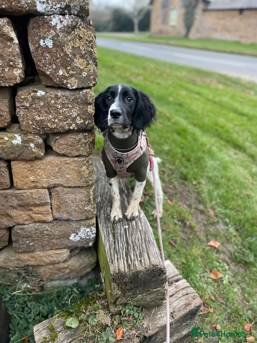 English Springer Spaniel dogs for sale: Gorgeous Working Springer Spaniel Pups! - Advert 19