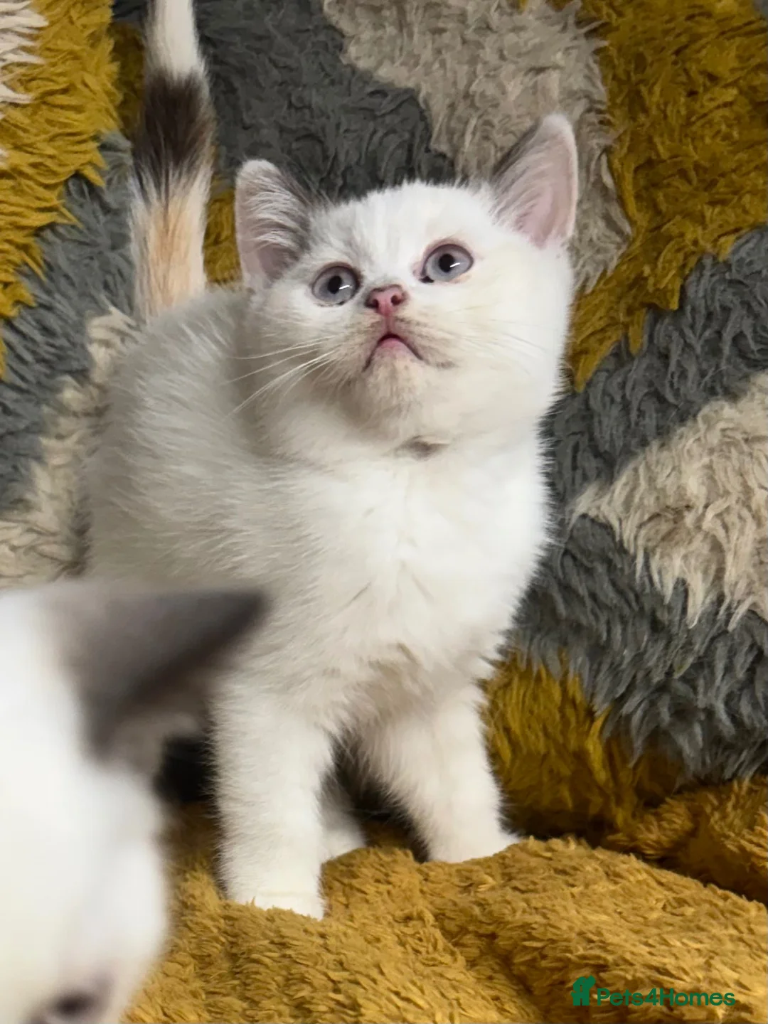 British Shorthair cats for sale: Stunning British shorthair kittens - Advert 14