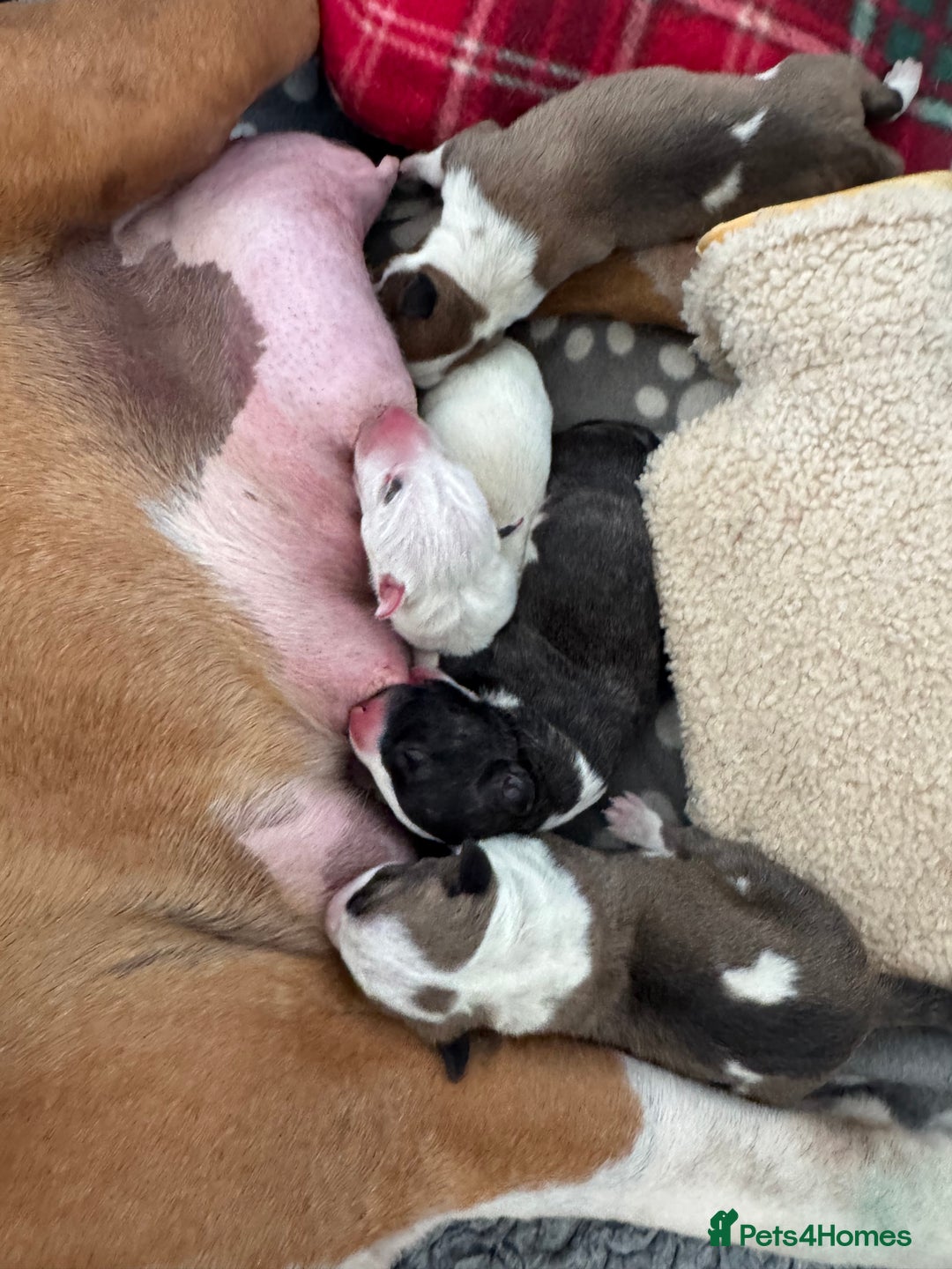 English Bull Terrier dogs for sale: 🏆CH Bloodlines Top Quality English Bull Terriers  - Image 22