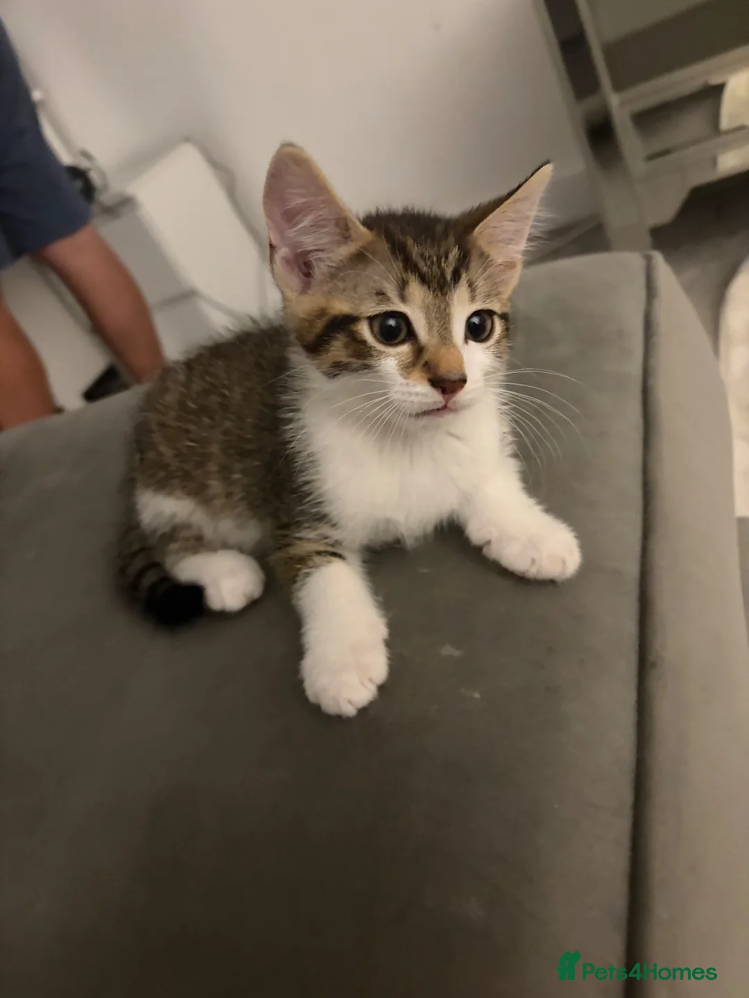 Domestic Shorthair cats for sale: Boy kitten  - Advert 2