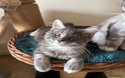 Maine Coon cats for sale: READY NOW BEAUTIFUL PEDIGREE MAINECOON KITTENS  - Image 5